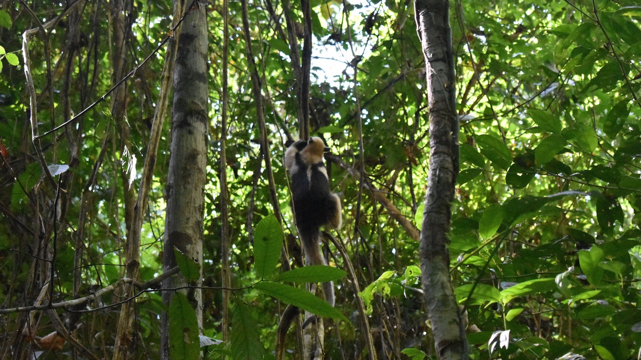 Photo of Others in Drake Bay
