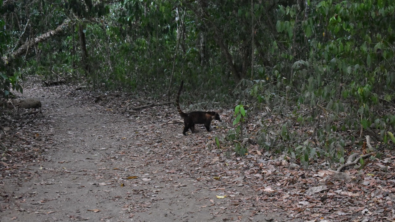 Photo of Others in Drake Bay