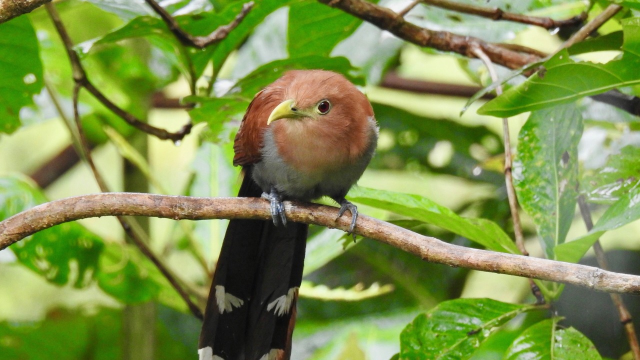 Photo of Outdoor in Barra de Pacuare