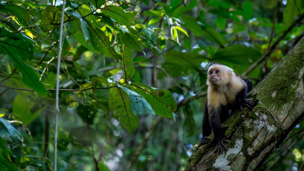 Photo of Outdoor in Manuel Antonio