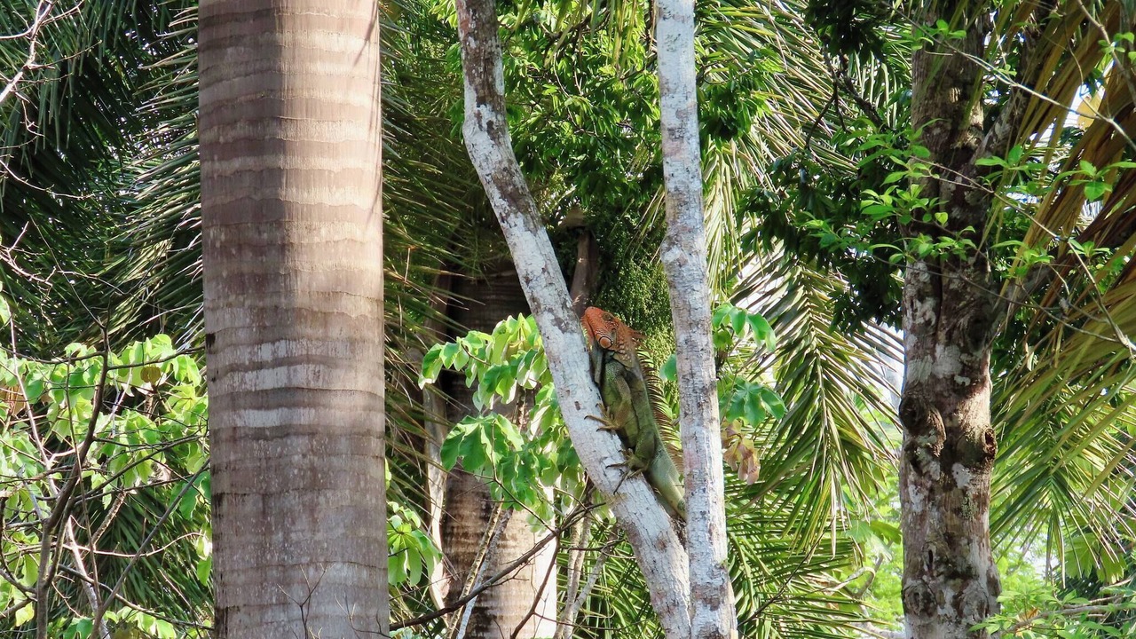 Photo of Outdoor in Cobano