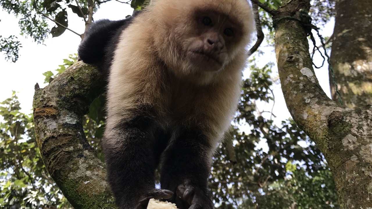 Photo of Human In Picture in Monteverde