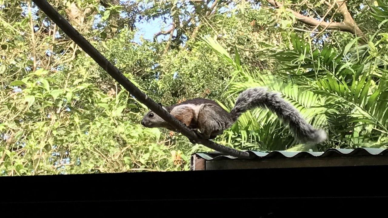 Photo of Outdoor in Monteverde