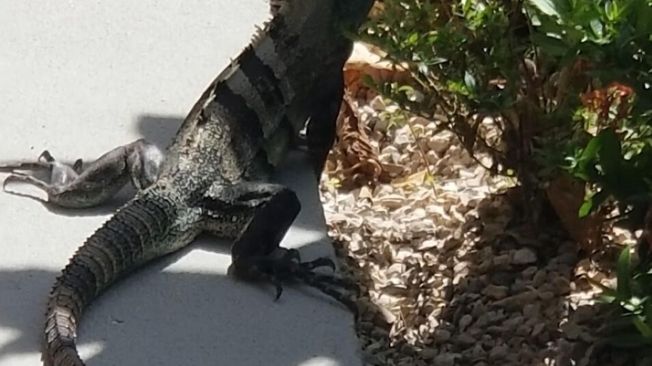 Photo of Outdoor in Nosara