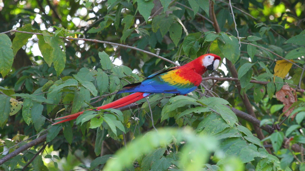 Photo of Others in Valle Pura Vida