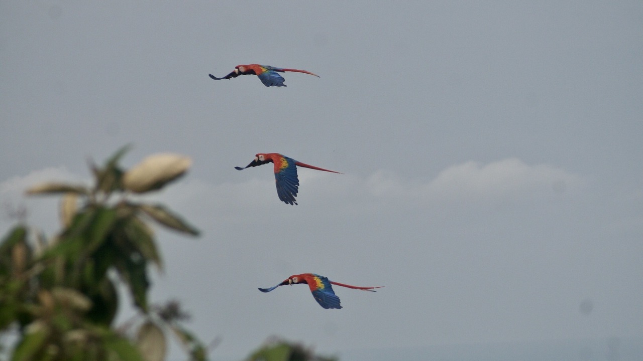 Photo of Others in Valle Pura Vida
