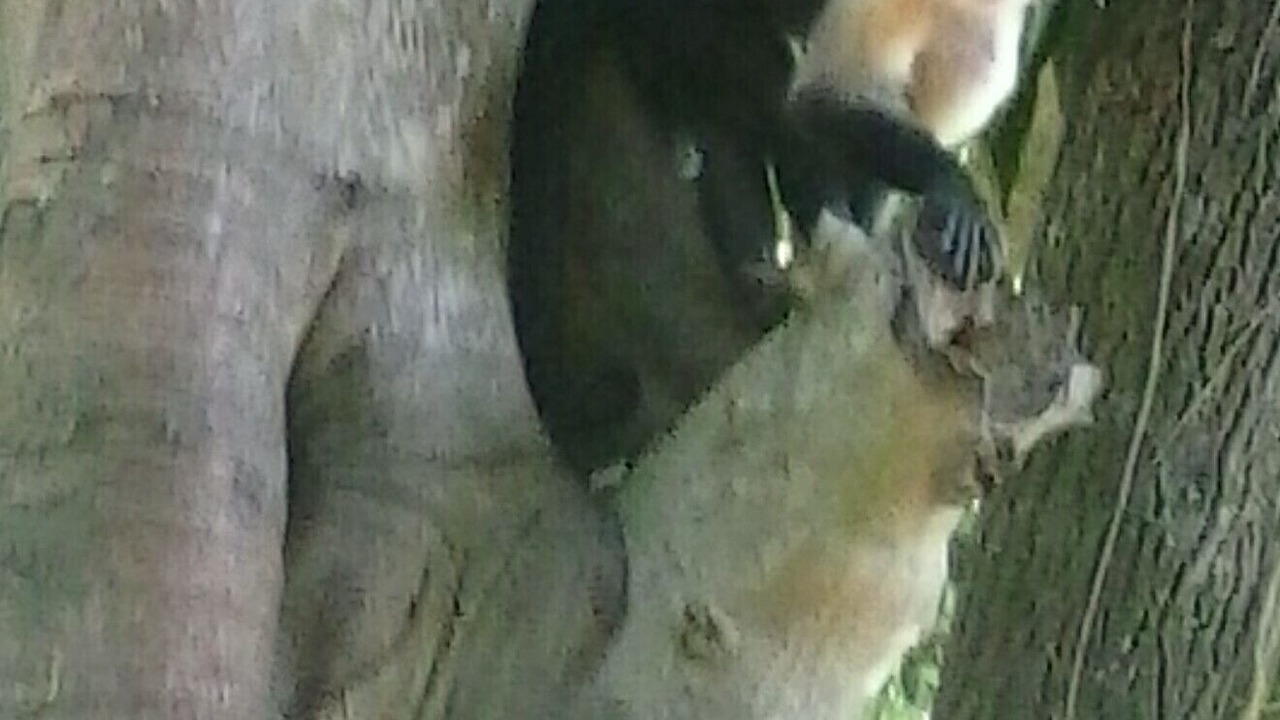 Photo of Others in Montezuma