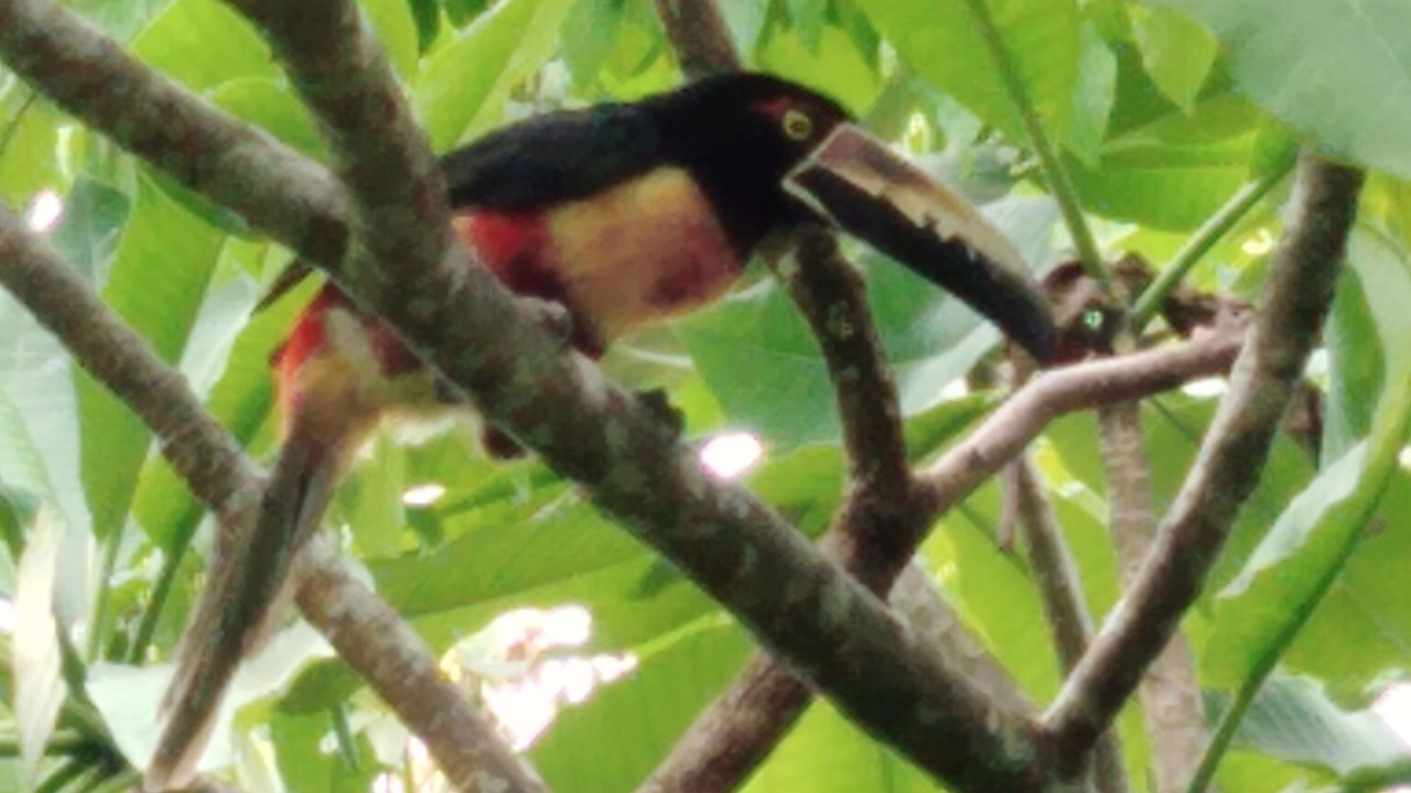 Photo of Others in Montezuma