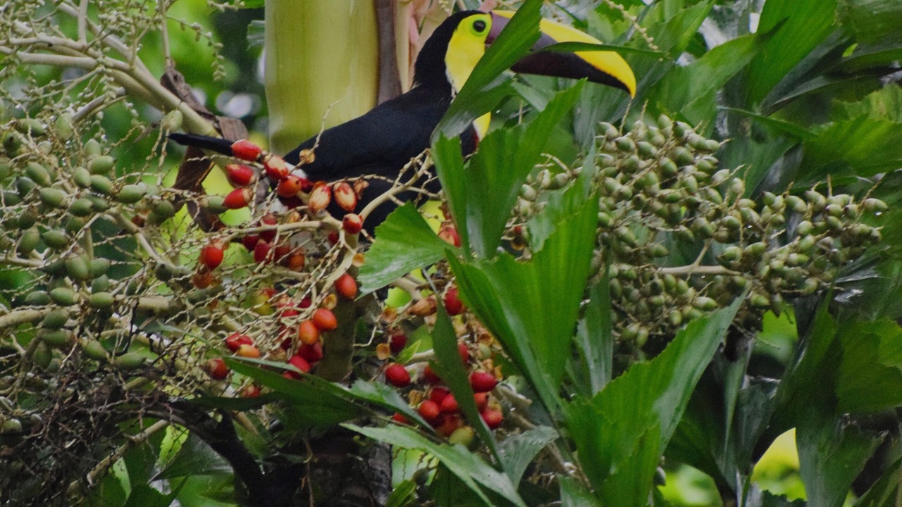 Photo of Others in La Fortuna