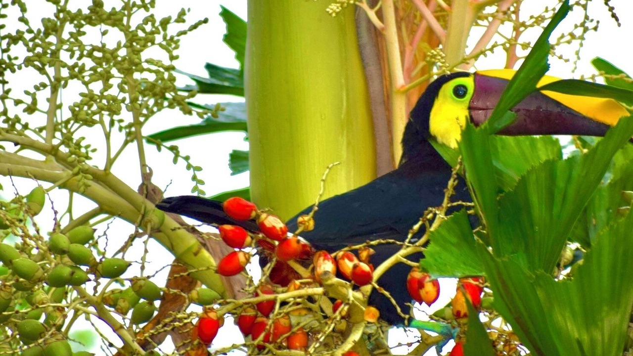 Photo of Others in La Fortuna