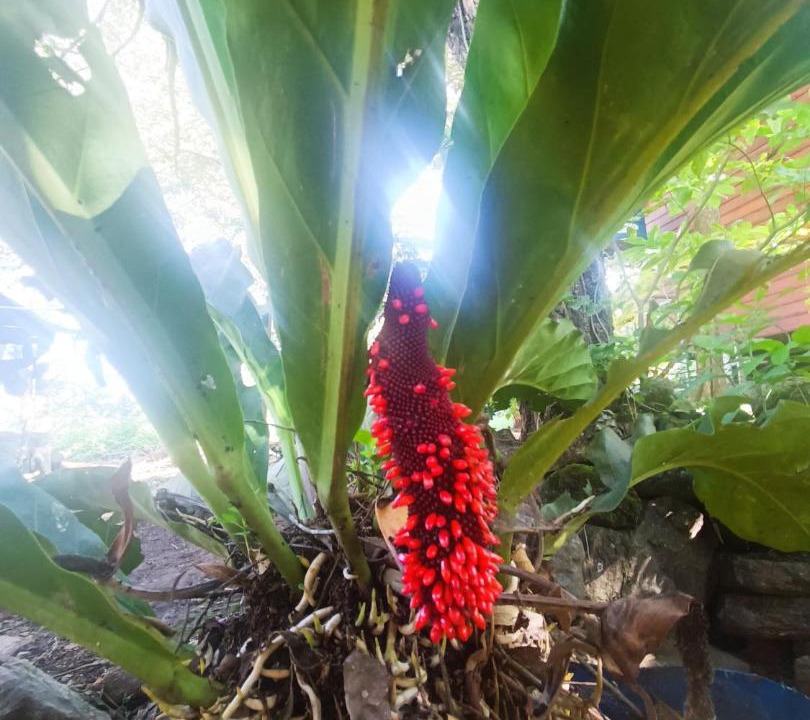 Photo of Outdoor in Curubande